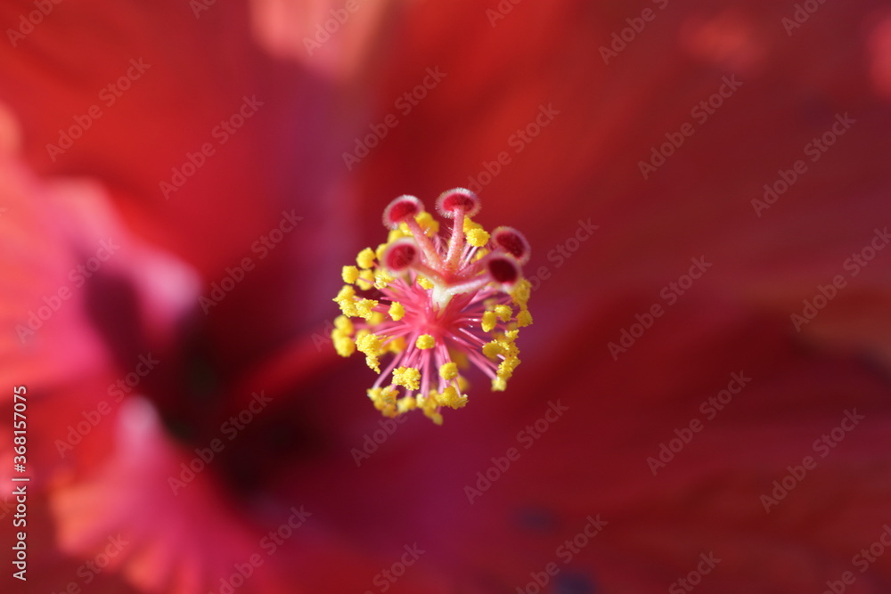 close up shot of red hibiscus flower close up shot of red hibiscus flower