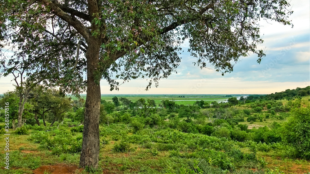 Morning landscape. Against the background of the sky, painted in blue and pink, stands a green tree. Around the grass, bushes. In the distance, a wide valley, a river. Cloudy. Botswana. Chobe Park.