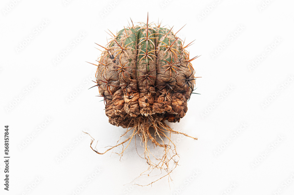Cactus disease dry root rot caused by fungi, severe damage fungi