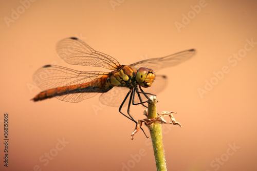 Close up of colorful dragonfly.