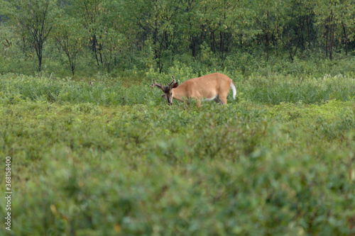 Whitetail grazing on leaves in the brush in the early morning light. 