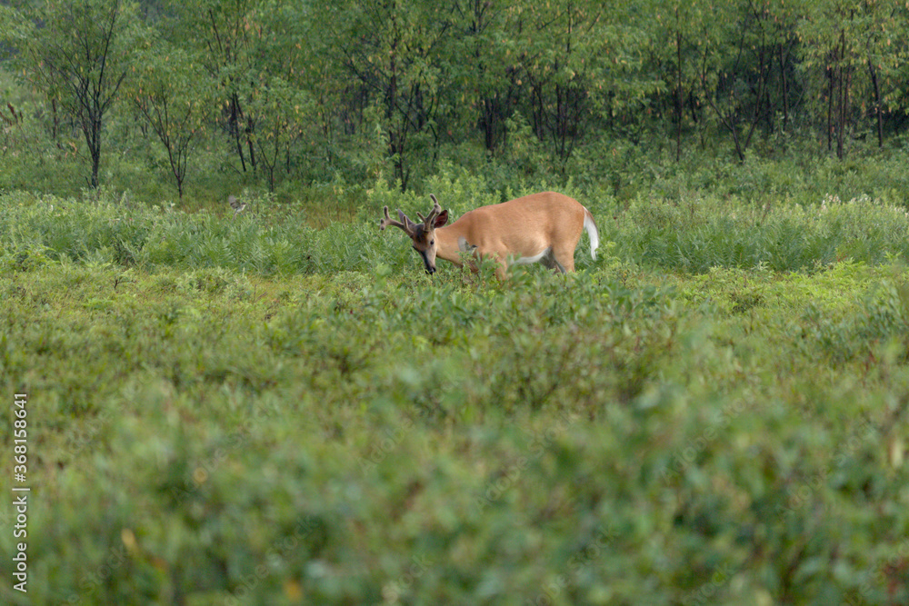 Whitetail grazing on leaves in the brush in the early morning light. 