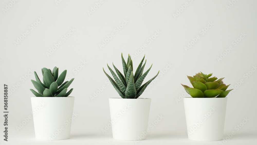 minimal plant pot for decoration and mock up . decorative cactus potted.