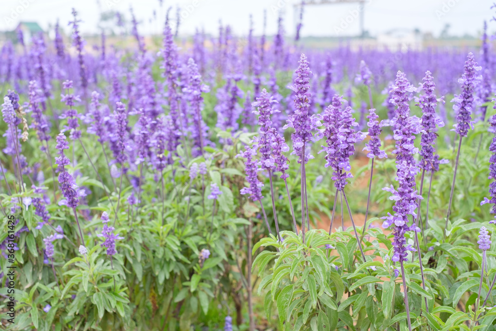 Obraz premium Flower Field in Dalat, Vietnam