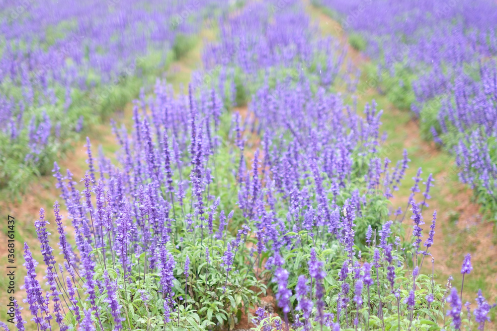Fototapeta premium Flower Field in Dalat, Vietnam
