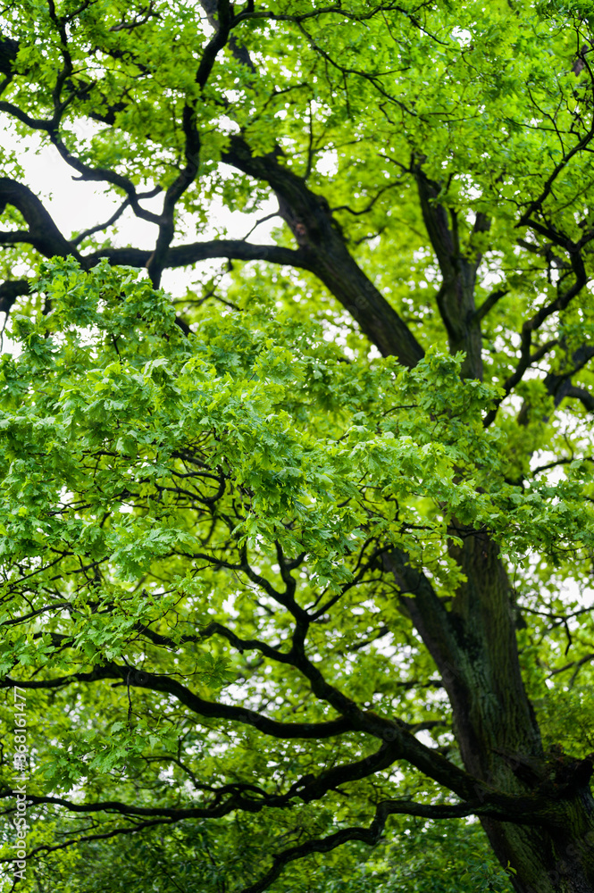 Fototapeta premium Young oak leaves in the forest.