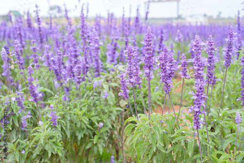 Flower Field in Dalat  Vietnam