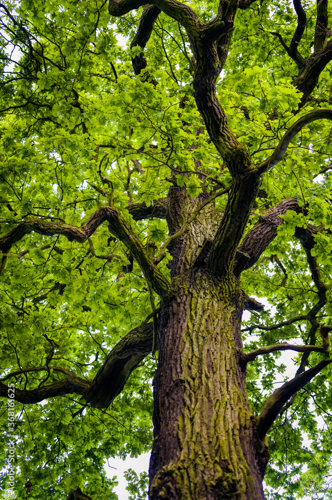 Young oak leaves in the forest. Young oak leaves in the forest.