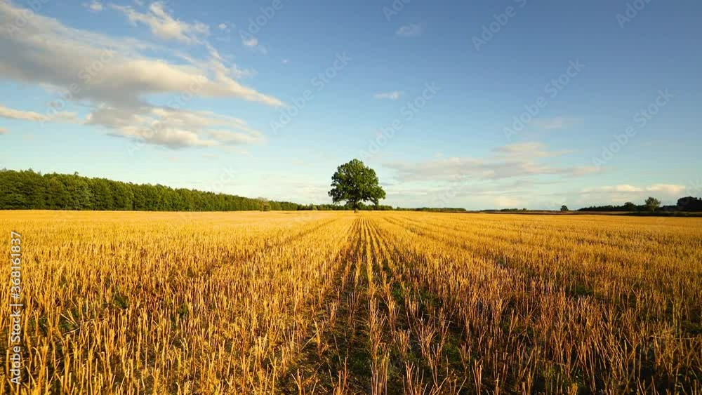 Approach to oak tree standing in the middle of rapeseed field after harvest. Beautiful sunset rural scene. Approach to oak tree standing in the middle of rapeseed field after harvest. Beautiful sunset rural scene.