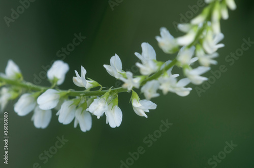 Melilotus albus flowers, macro shot photo