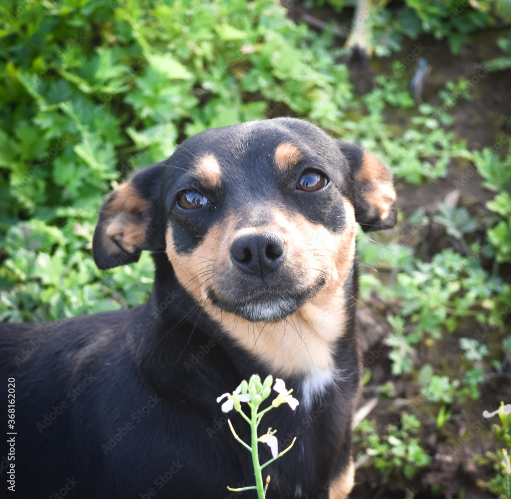 dog smile dog smile