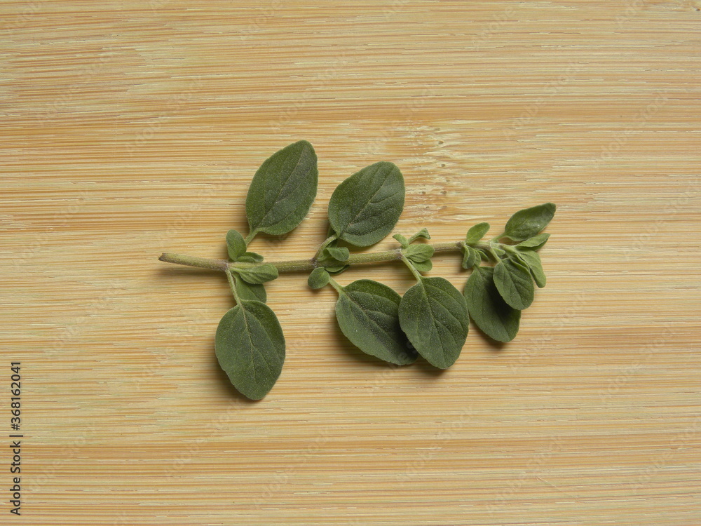 Green raw fresh oregano leaves	
