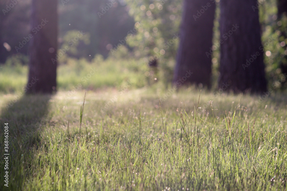 Grain or grass textured backgrounds Grain or grass textured backgrounds