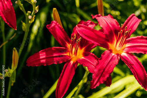 Beautiful red lilium flower with blurred background