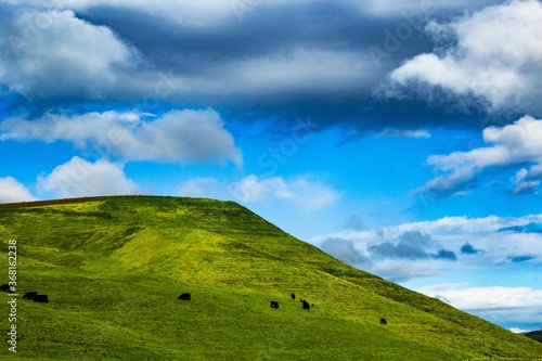cows on hill