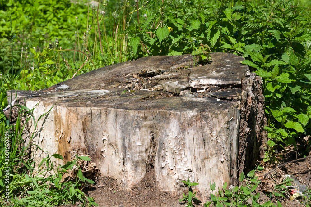 Old rotten big tree stump poplar among the green grass Old rotten big tree stump poplar among the green grass