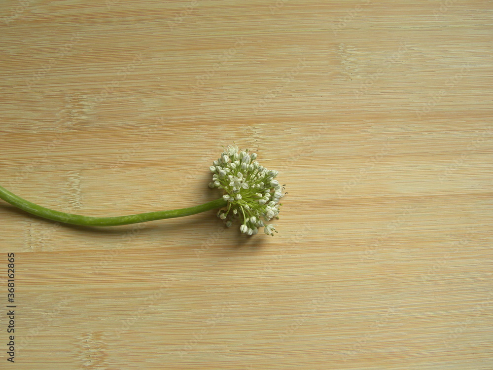 Raw fresh Onion flowers vegetable