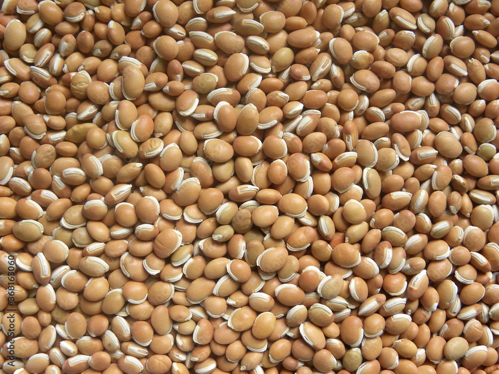 Brown color raw whole dried Hyacinth beans Brown color raw whole dried Hyacinth beans