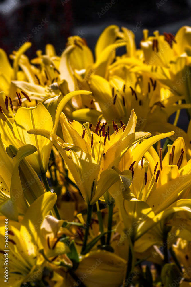 Obraz premium Yellow lily flowers close-up on a sunny day.