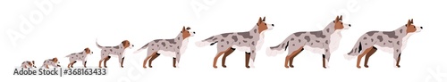 Set of cute puppy  herding dog growth stage  development. Domestic animal growing from cub to adult pet. Mammal life cycle process. Flat vector cartoon illustration isolated on white background