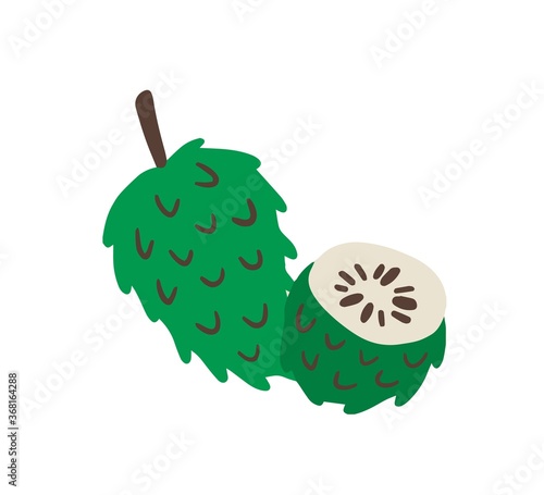 Atemoya or cherimoya, green delicious fruit with black seeds. Tropical, exotic, jungle plant. Cuban, Mexican, Taiwan traditional food. Flat vector cartoon illustration isolated on white background