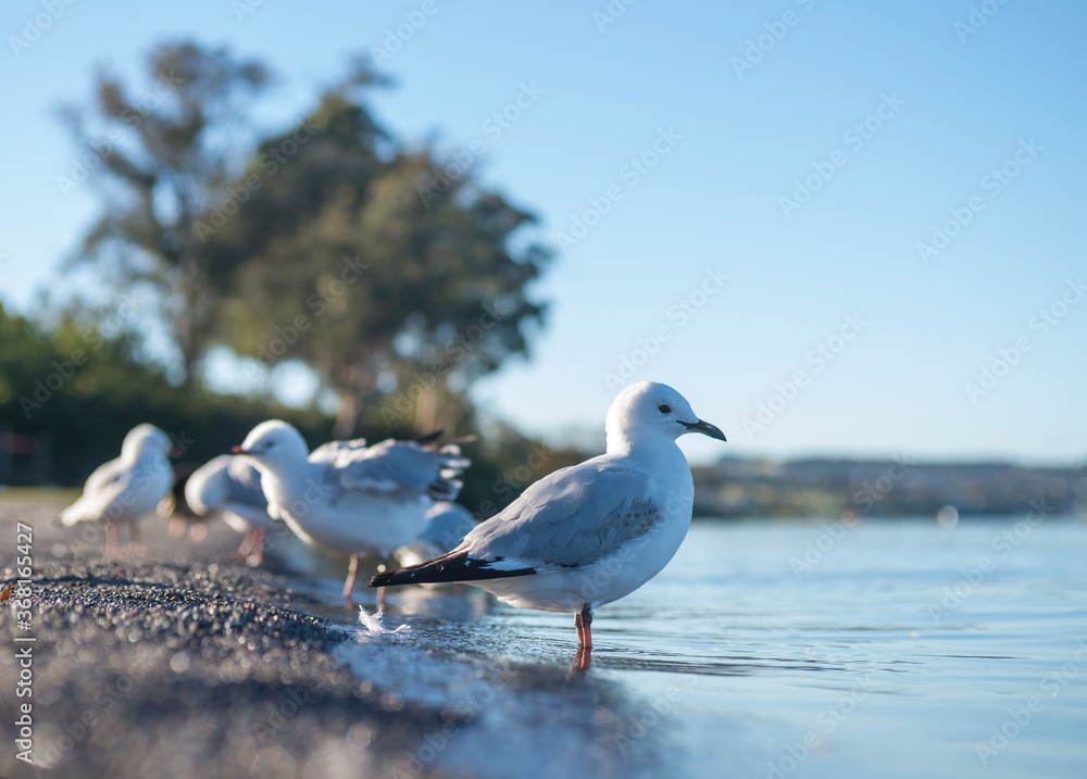 Gulls on the shoreline of Lake Taupo in New Zealand Gulls on the shoreline of Lake Taupo in New Zealand