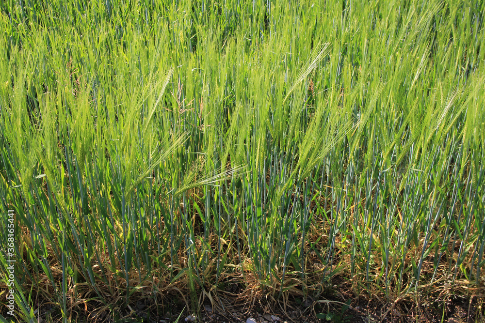 Green wheat plants growing in the field on a sunny summer day. Wheat cutlivation in northern Italy
Green wheat plants growing in the field on a sunny summer day. Wheat cutlivation in northern Italy