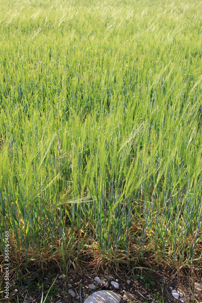 Green wheat plants growing in the field on a sunny summer day. Wheat cutlivation in northern Italy
Green wheat plants growing in the field on a sunny summer day. Wheat cutlivation in northern Italy