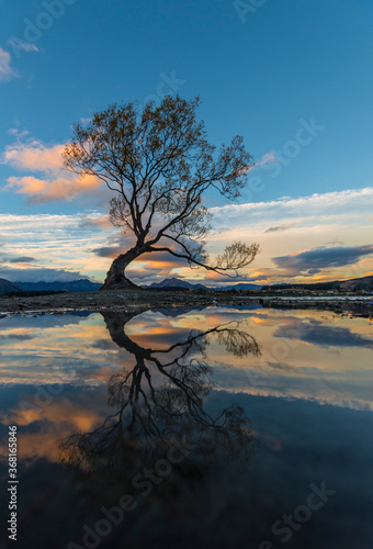 The famous lone willow tree in Wanaka, New Zealand