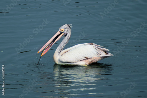 pelican on the water © Siva
