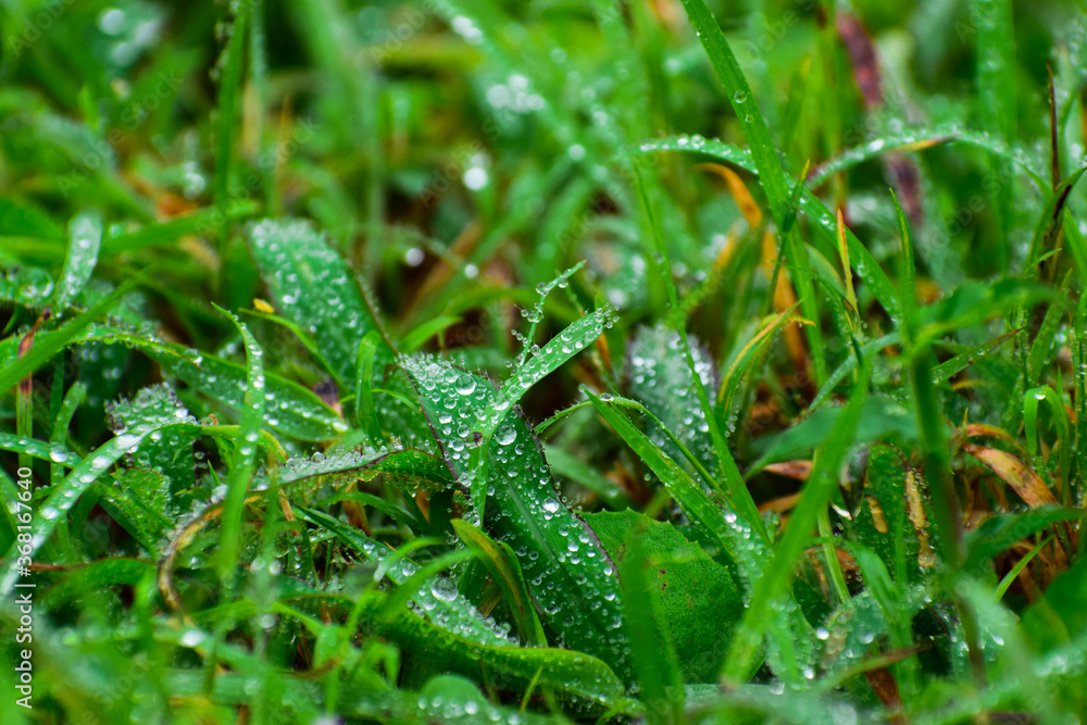 Green grass with water droplets