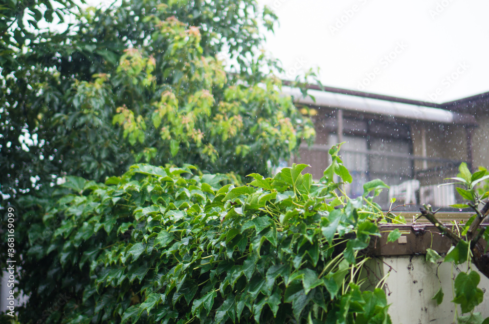 Fototapeta premium 梅雨の雨と葉