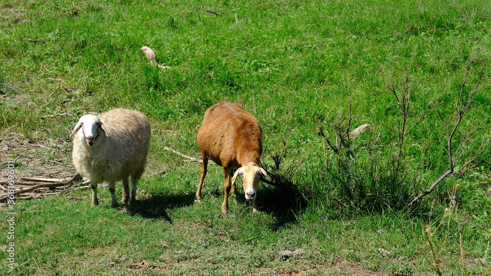 Sheep graze in the countryside.
Sheep graze in the countryside.