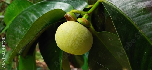 Mangosteen is waiting for harvest on the tree next season.