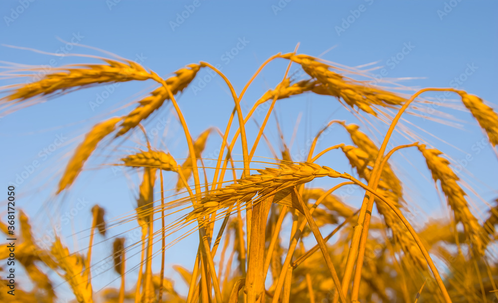 closeup golden wheat field, summer agricultural scene closeup golden wheat field, summer agricultural scene