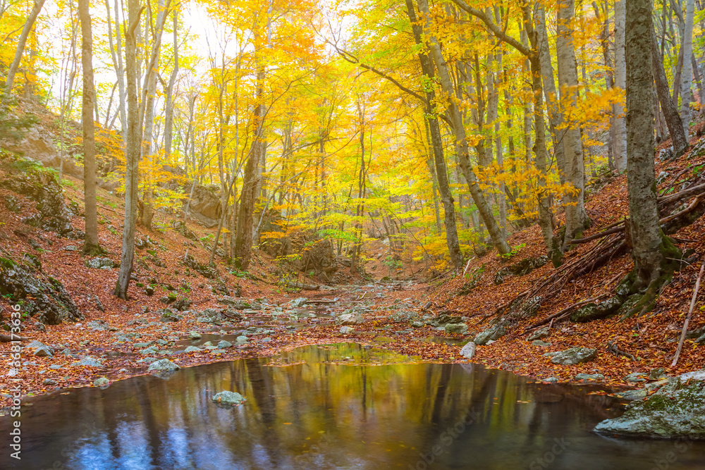 small quiet river in a forest, autumn outdoor scene