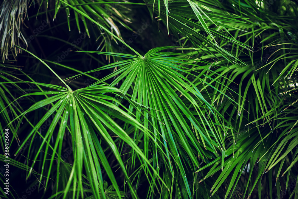 Tropical Palm Leaves. Floral Background.