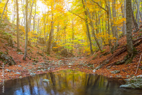small quiet river in a forest  autumn outdoor scene