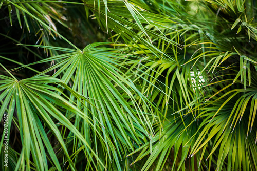 Palm Leaves in Jungle. Floral Background.