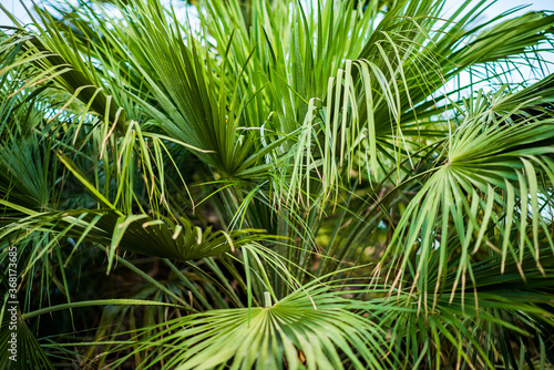 Green Palm Leaves in Jungle.