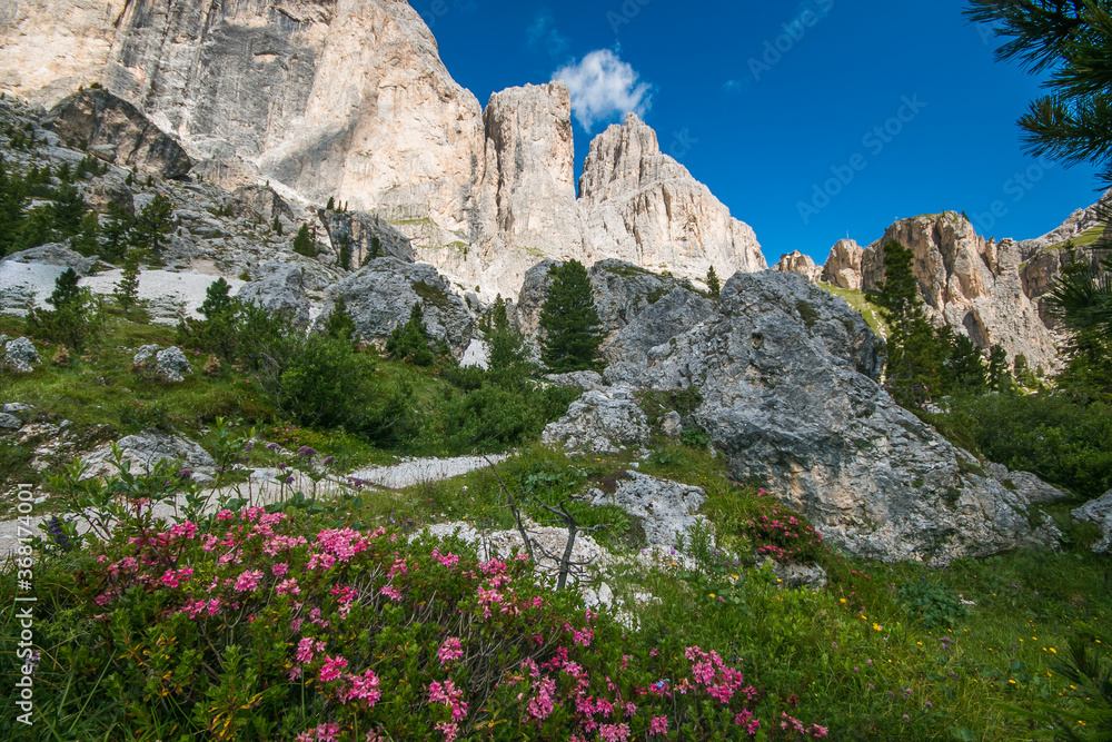 Panoramic view of high dolomites in Val di Fassa with wild pink flowers on summer sunny day, Trentino, Italy