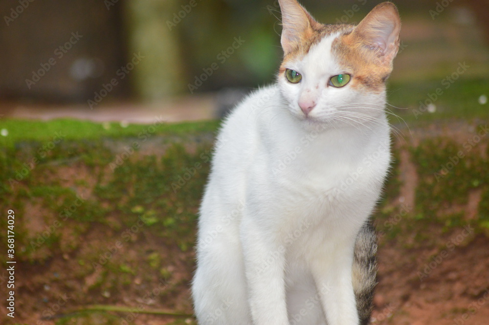 Cat on the floor close-up photography