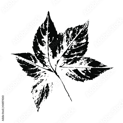 Imprint of a leaf of grapes. Isolated botanical element. Suitable for design, decoration, print, postcard, pattern. Vector illustration.
