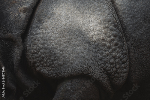 Rhino skin closeup showing details of her skin