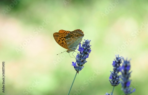 Orange butterfly and lavender flower background