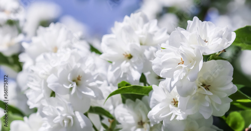 White terry jasmine flowers in the garden against blue sky