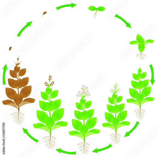 Life cycle of a tobacco plant on a white background.