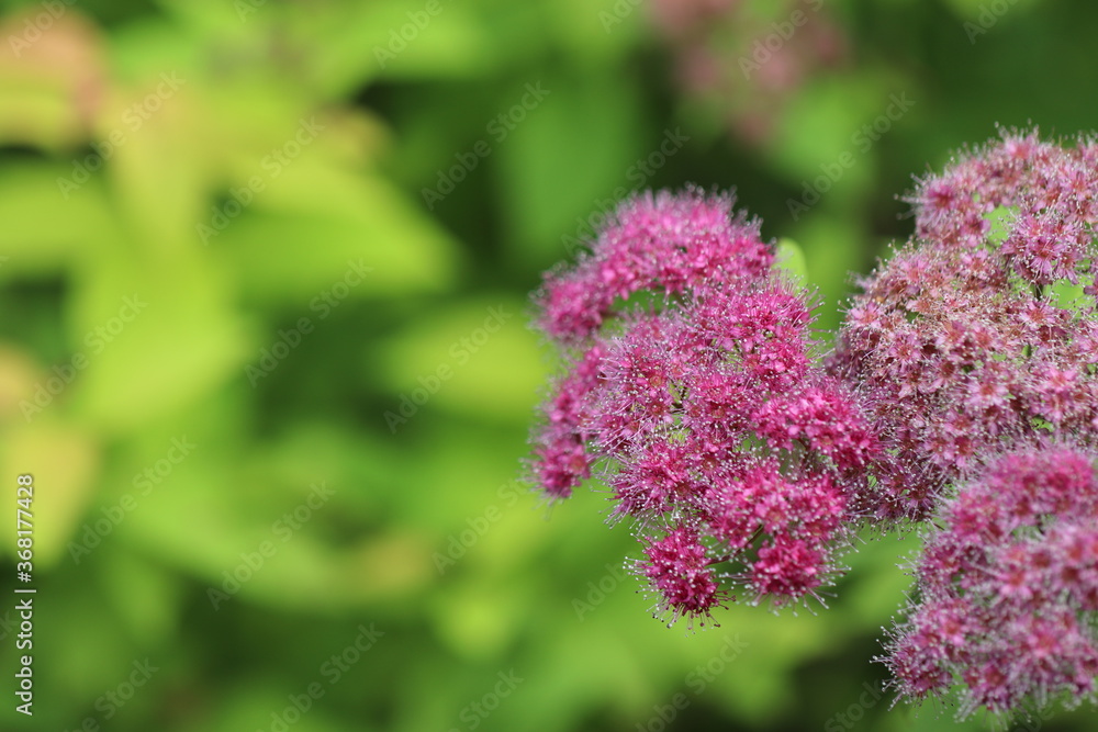Obraz premium ピンクの小さなかわいいシモツケの花 A pink flower named Japanese Spiraea.