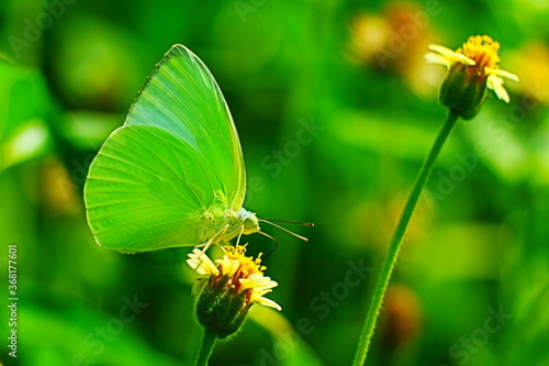 butterfly on a flower © DECHA