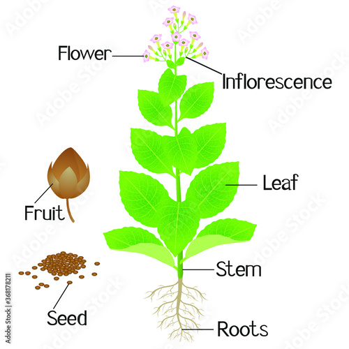 Part of a tobacco plant on a white background.